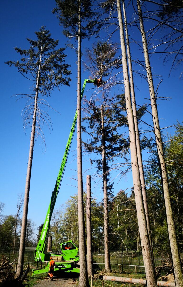 Berlander Baumpflege und Baumfällung